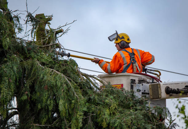 Best Tree Preservation Services  in USA